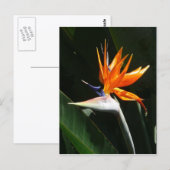 Vogelvogel van het Paradise Oranje Tropische Bloem Briefkaart (Voorkant / Achterkant)