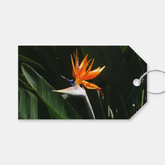 Vogelvogel van het Paradise Oranje Tropische Bloem Cadeaulabel (Voorkant (Horizontaal))