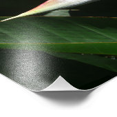 Vogelvogel van het Paradise Oranje Tropische Bloem Foto Afdruk (Hoek)