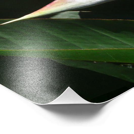 Vogelvogel van het Paradise Oranje Tropische Bloem Foto Afdruk (Hoek)