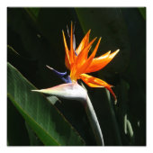 Vogelvogel van het Paradise Oranje Tropische Bloem Foto Afdruk (Voorkant)