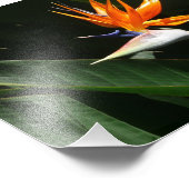 Vogelvogel van het Paradise Oranje Tropische Bloem Foto Afdruk (Hoek)