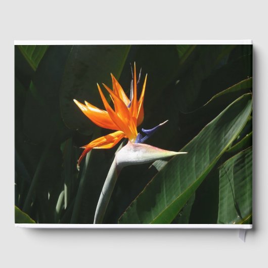 Vogelvogel van het Paradise Oranje Tropische Bloem Gastenboek (Achterkant)