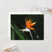 Vogelvogel van het Paradise Oranje Tropische Bloem Kaart (Voorkant / Achterkant in situ)