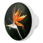 Vogelvogel van het Paradise Oranje Tropische Bloem Keramische Knop (Rechts)