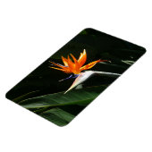 Vogelvogel van het Paradise Oranje Tropische Bloem Magneet (Linkerzijde)