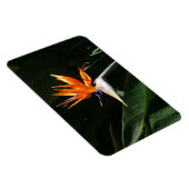 Vogelvogel van het Paradise Oranje Tropische Bloem Magneet (Rechterzijde)