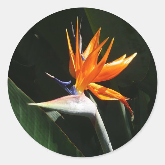 Vogelvogel van het Paradise Oranje Tropische Bloem Ronde Sticker (Voorkant)