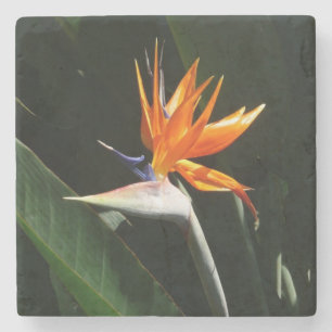 Vogelvogel van het Paradise Oranje Tropische Bloem Stenen Onderzetter