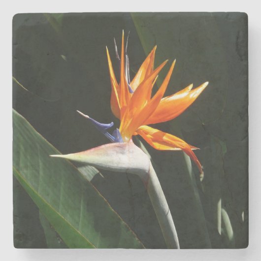 Vogelvogel van het Paradise Oranje Tropische Bloem Stenen Onderzetter (Voorkant)