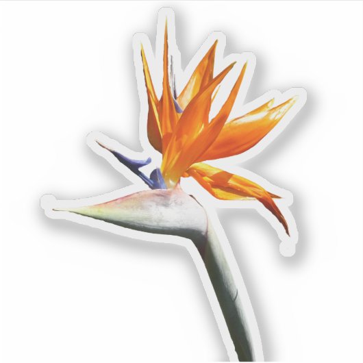 Vogelvogel van het Paradise Oranje Tropische Bloem Sticker (Voorkant)
