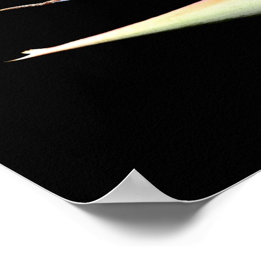 Vogelvogel van het Poster van het Paradise-Plant (Hoek)