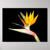 Vogelvogel van het Poster van het Paradise-Plant (Voorkant)