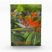 Vogelvogel van paradijsolie fotoblokken (Voorkant)