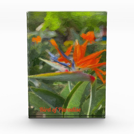 Vogelvogel van paradijsolie fotoblokken (Voorkant)