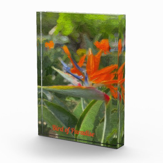 Vogelvogel van paradijsolie fotoblokken (Rechts)