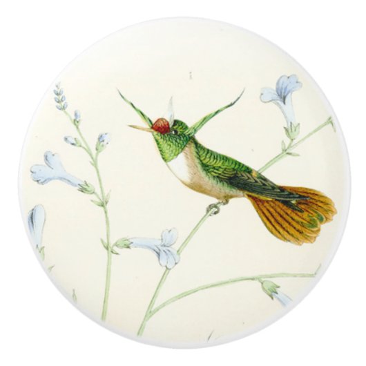 Vogelvogelbloemkool Knop voor tuin (Voorkant)