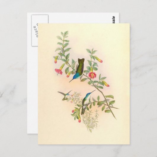 Vogelvogels bloemen Florentijnse dieren Wilde dier Briefkaart (Voorkant / Achterkant)
