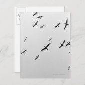 Vogelvogels Briefkaart (Voorkant / Achterkant)