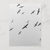 Vogelvogels Briefkaart (Voorkant)