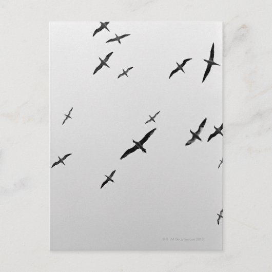 Vogelvogels Briefkaart (Voorkant)
