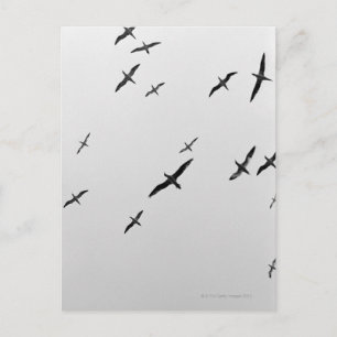Vogelvogels Briefkaart