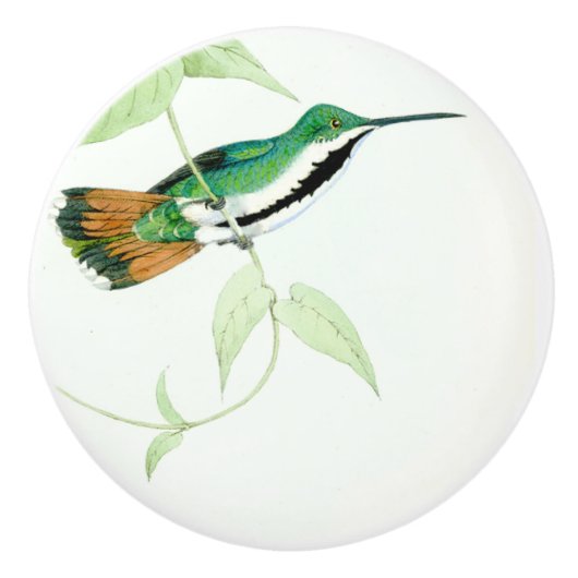 Vogelvogels in het wild Dier Knop (Voorkant)