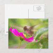 Vogelvogels in het wild levende dieren briefkaart (Voorkant / Achterkant)