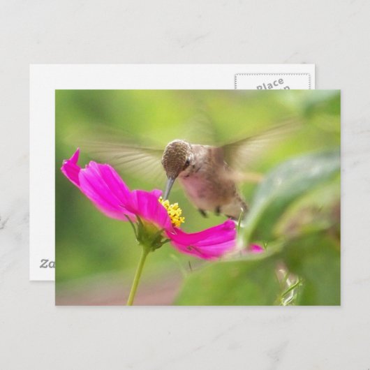 Vogelvogels in het wild levende dieren briefkaart (Voorkant / Achterkant)