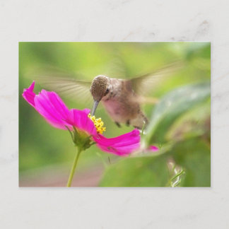 Vogelvogels in het wild levende dieren briefkaart