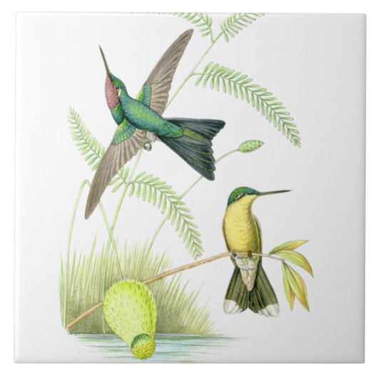 Vogelvogels in het wild levende dieren tegeltje (Voorkant)