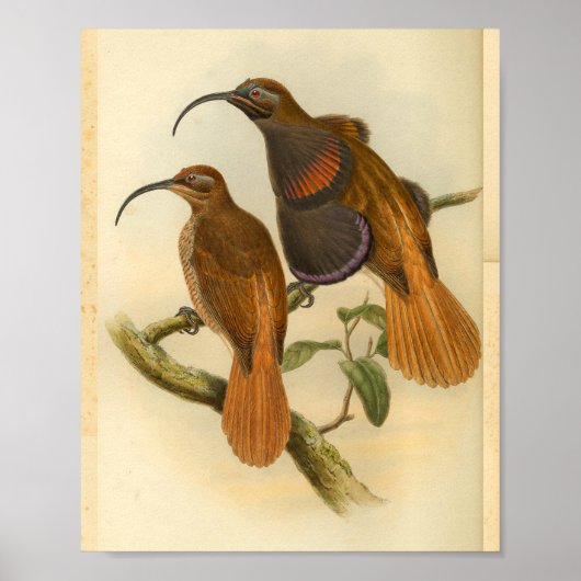 Vogelvogels Oranje  afdrukken in kleur Poster (Voorkant)