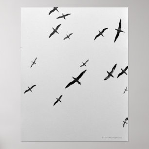 Vogelvogels Poster