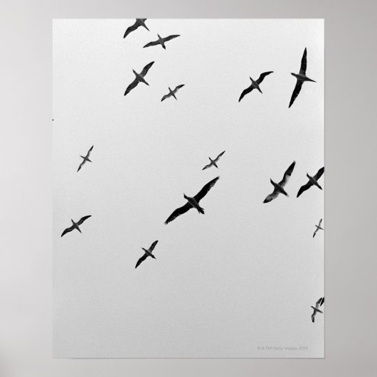 Vogelvogels Poster (Voorkant)