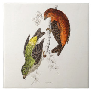  vogelvogels van de 1800s Crossbill Illustration B Tegeltje