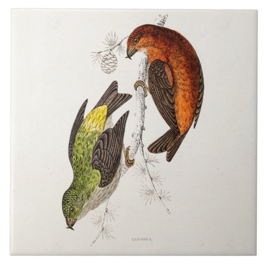  vogelvogels van de 1800s Crossbill Illustration B Tegeltje (Voorkant)