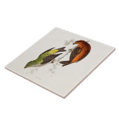  vogelvogels van de 1800s Crossbill Illustration B Tegeltje (Zijkant)