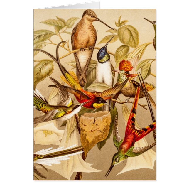  vogelvogels Vogelvogels (Voorkant)