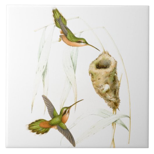 Vogelvogels Wilde dieren Nest Tegeltje (Voorkant)