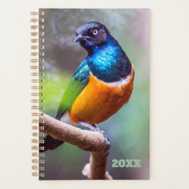 Vogelwaarnemer Blauw Sinaasappel Groene spreeuw op Planner