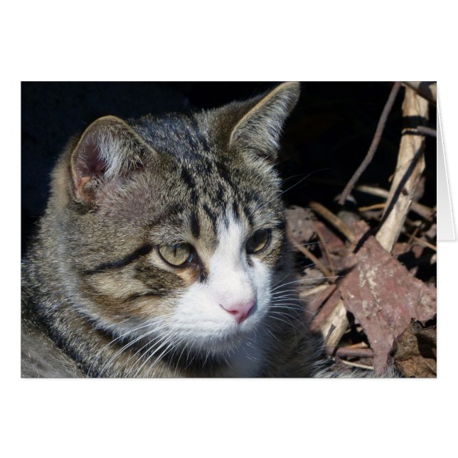 Vogelwateren (Voorkant Horizontaal)