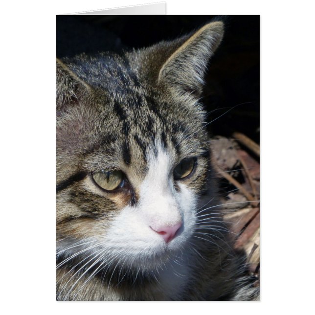 Vogelwateren (Voorkant)