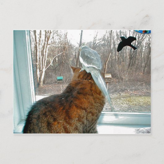 Vogelwateren Briefkaart (Voorkant)