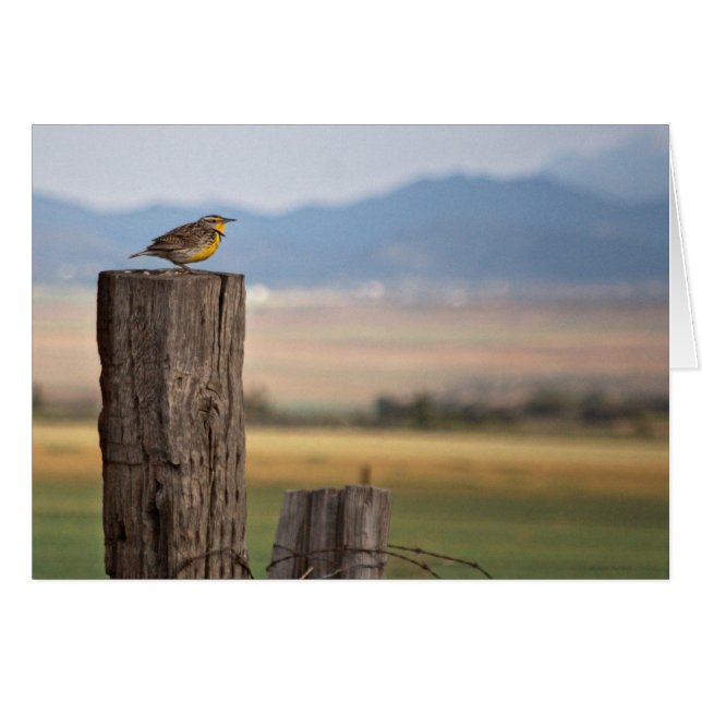 VogelWenskaart (Voorkant Horizontaal)