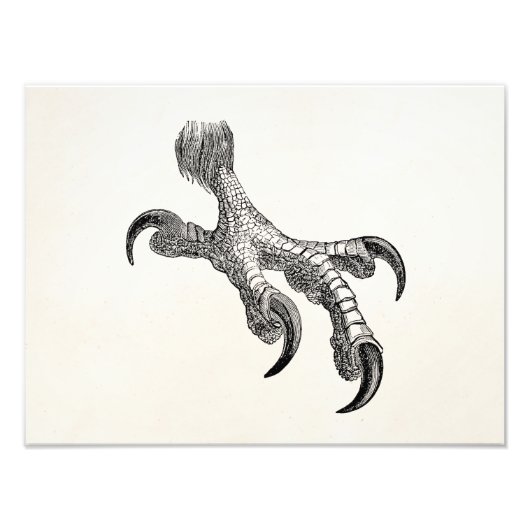 Vogelwetten met speciale aandacht voor Eagle Claw Foto Afdruk (Voorkant)