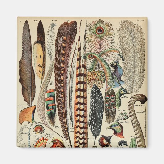 Vogelwildlife Antieke Veren Magneet (Voorkant)