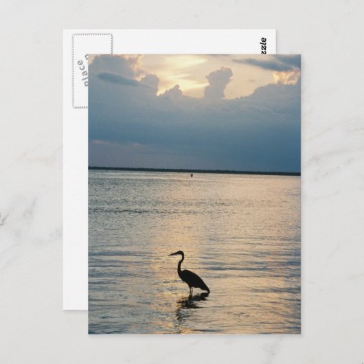 vogelzon briefkaart (Voorkant / Achterkant)