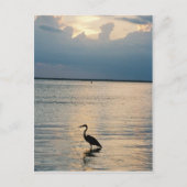 vogelzon briefkaart (Voorkant)