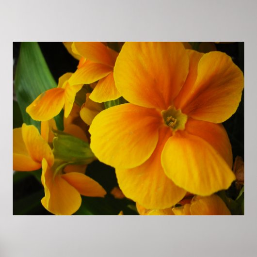 vol met zonneschijn poster (Voorkant)