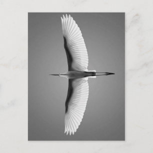 Vol oiseau kleines ailes briefkaart